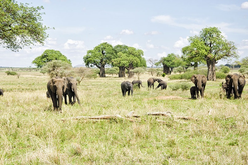 6 days Tanzania safaris