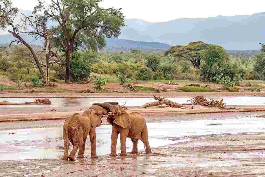 CALVING SAFARI