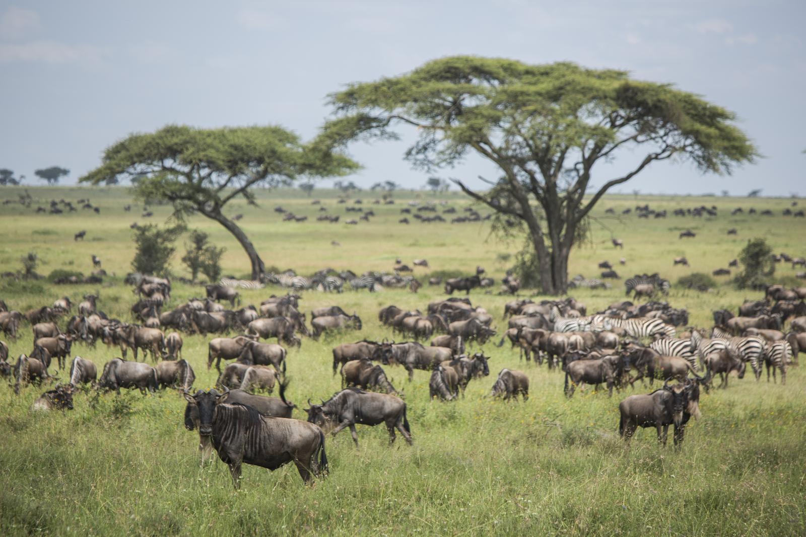 SERENGETI NATIONAL PARK